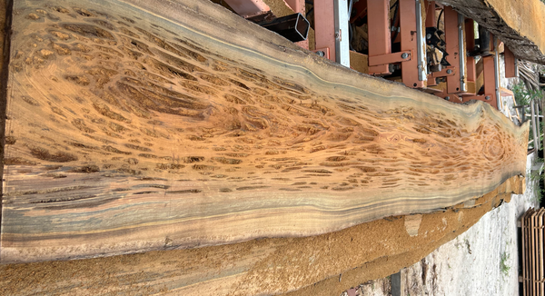 Pecky Cypress: Nature's Artistic Wonder